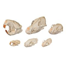 Load image into Gallery viewer, Comparative Skull Kit - Dietary
