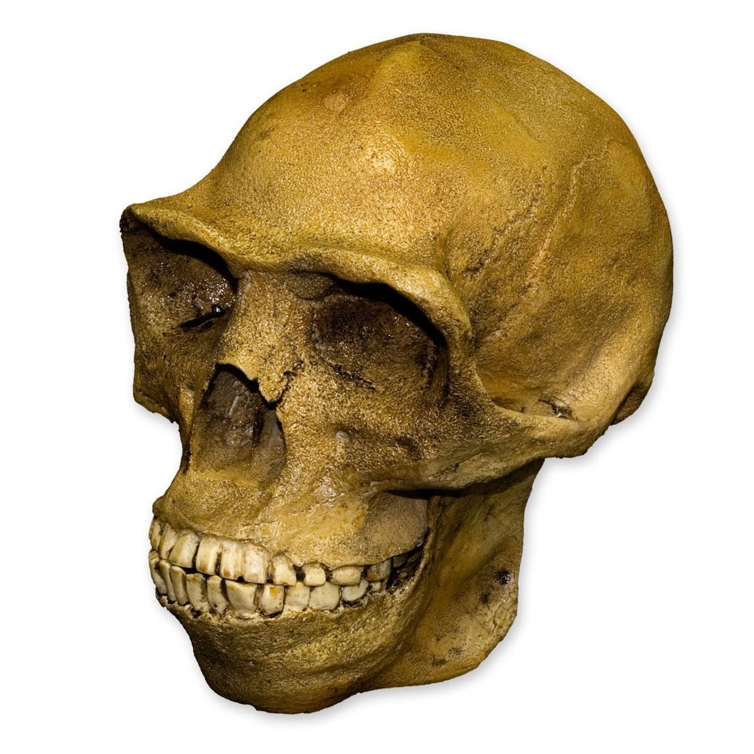 Replica Peking Man Skull