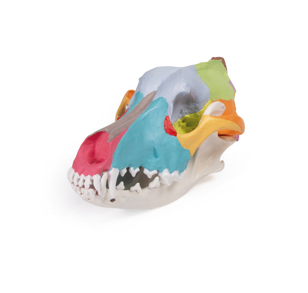Replica Dog Skull With Didactic Painting