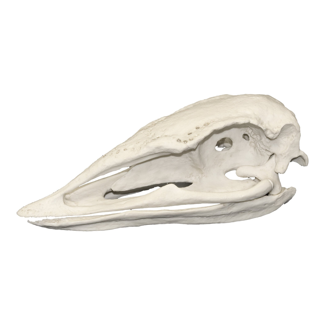 Replica Elephant Bird Skull
