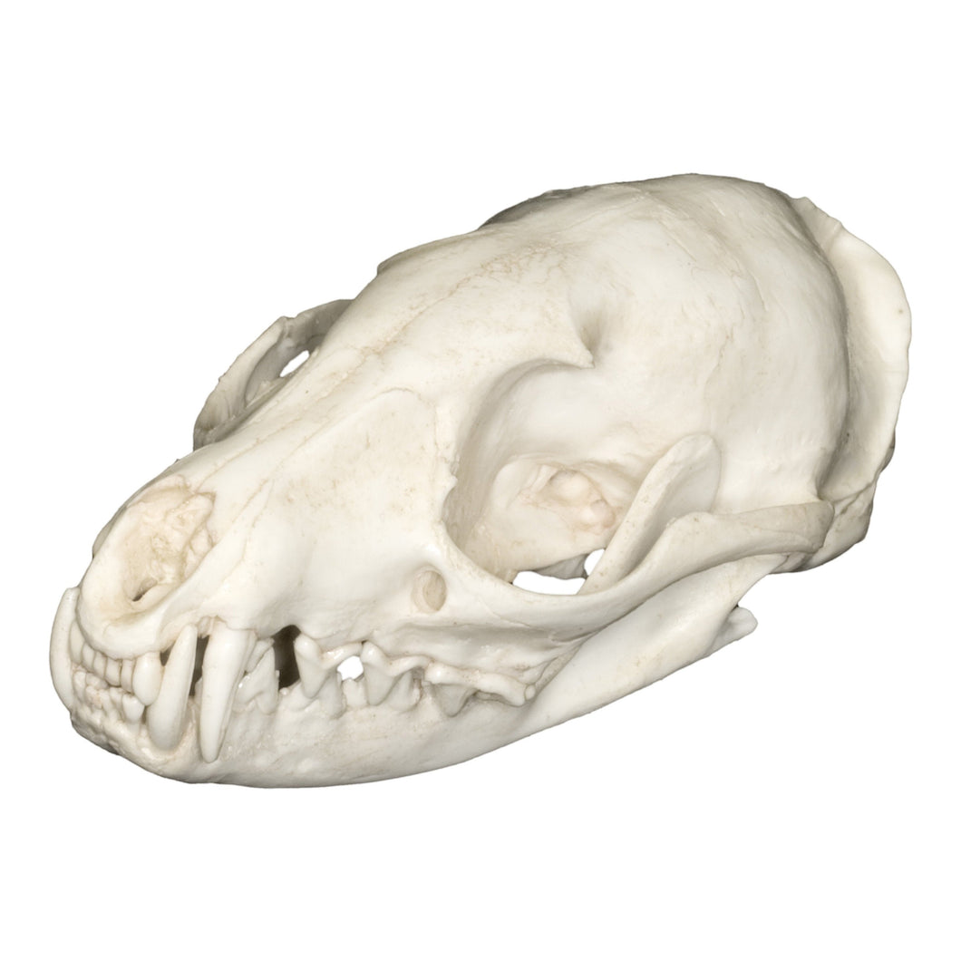Replica Genet Skull