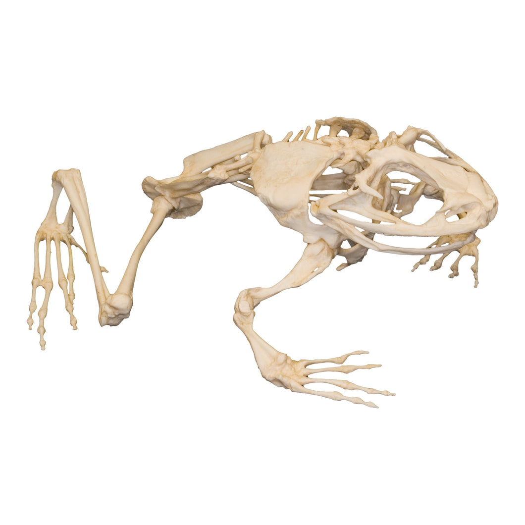 Replica Frog Goliath Skeleton