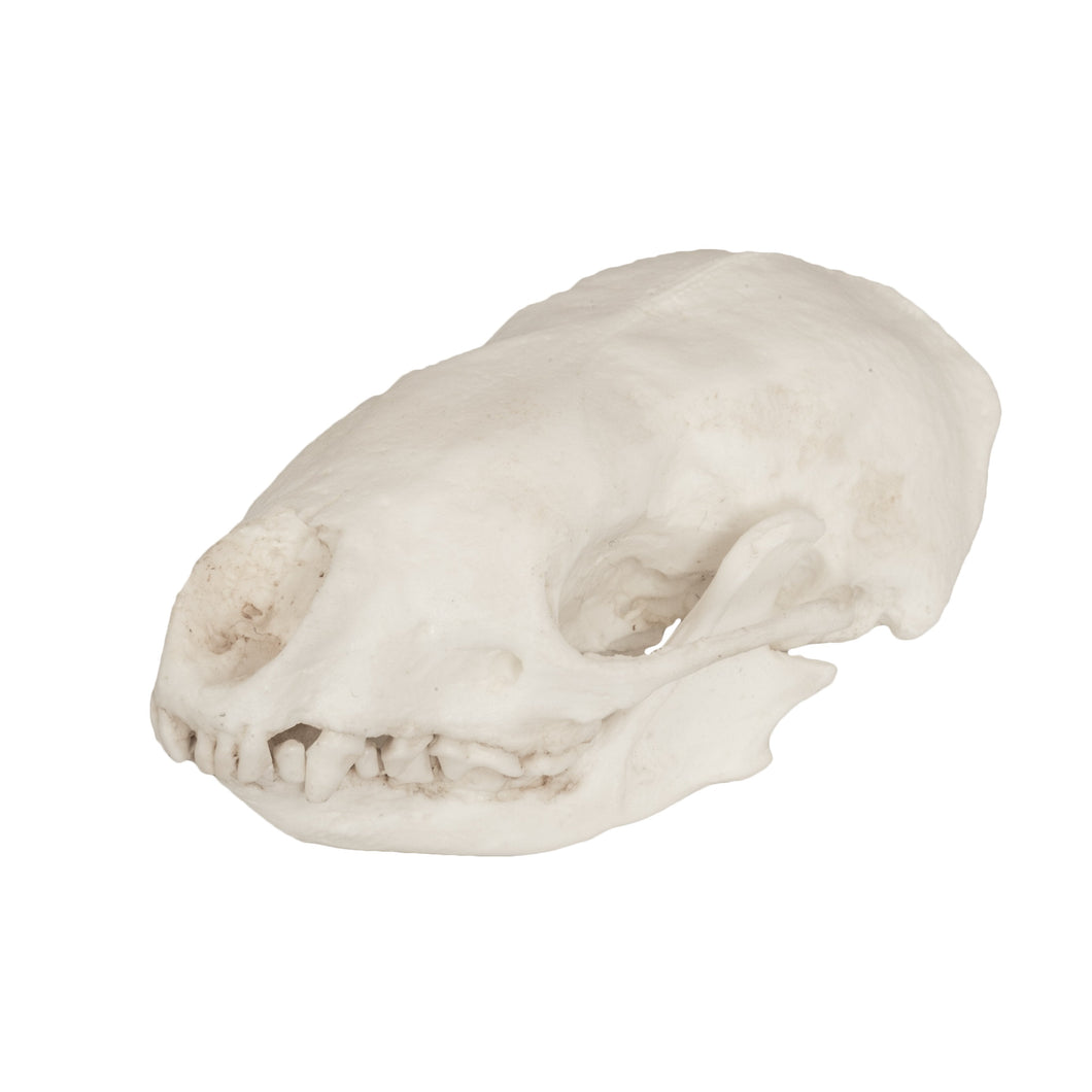 Replica Hog-nosed Skunk Skull