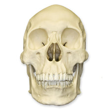 Load image into Gallery viewer, Replica Human Skull - Asian Male
