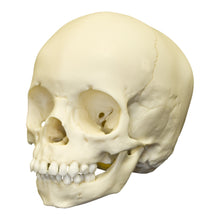 Load image into Gallery viewer, Replica 2-year-old Human Child Skull
