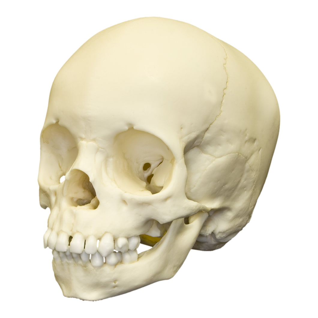 Replica 2-year-old Human Child Skull