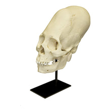 Load image into Gallery viewer, Replica Human Peruvian Female Skull with Cranial Binding
