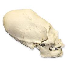 Load image into Gallery viewer, Replica Human Peruvian Female Skull with Cranial Binding

