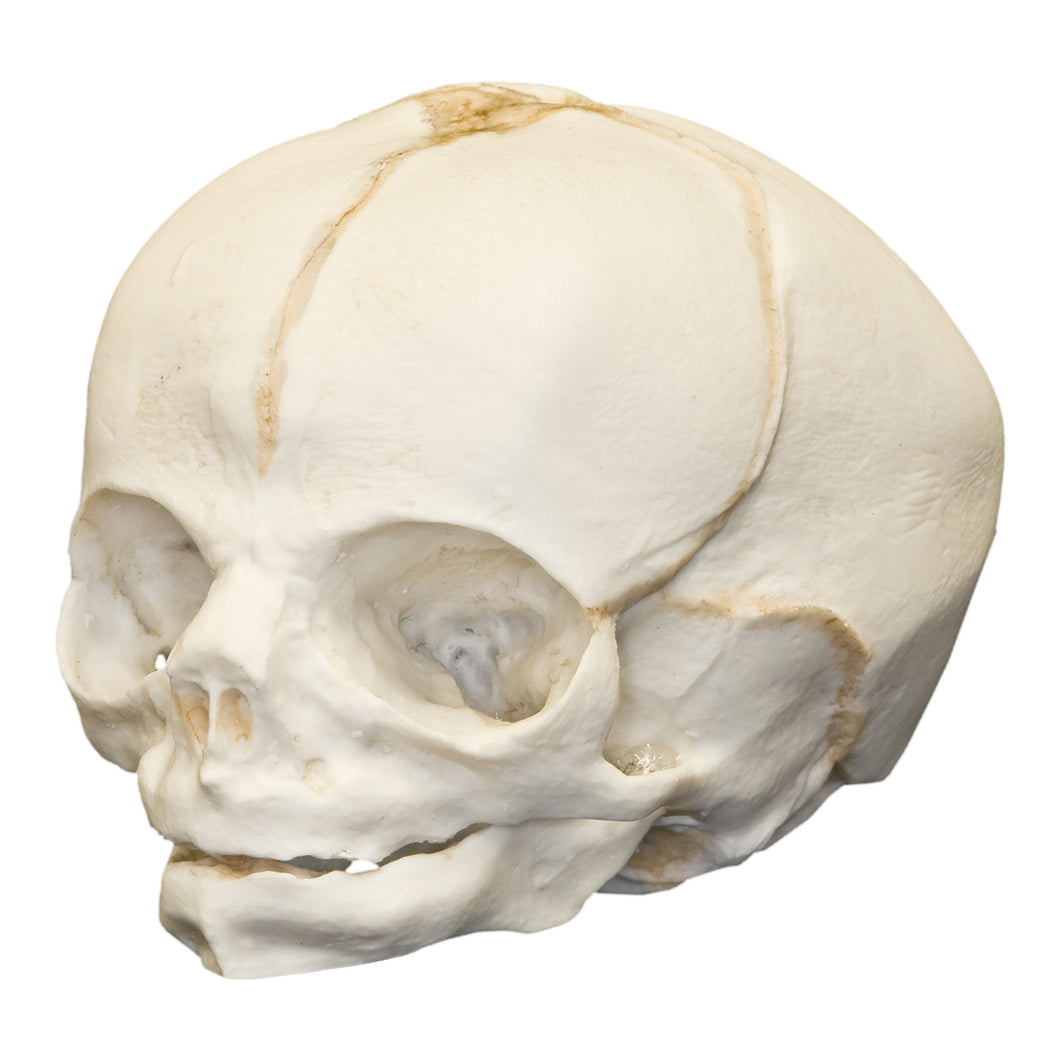 Replica Human Fetal Skull - 30 Weeks