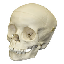 Load image into Gallery viewer, Replica 5-year-old Human Child Skull Calvarium Cut
