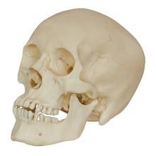 Load image into Gallery viewer, Replica Human Male Adolescent Skull
