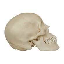 Load image into Gallery viewer, Replica Human Male Adolescent Skull
