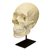 Load image into Gallery viewer, Replica Human Skull - Asian Male
