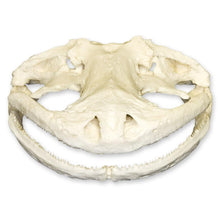 Load image into Gallery viewer, Replica Giant Salamander Skull
