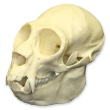 Load image into Gallery viewer, Replica Saki Monkey Skull

