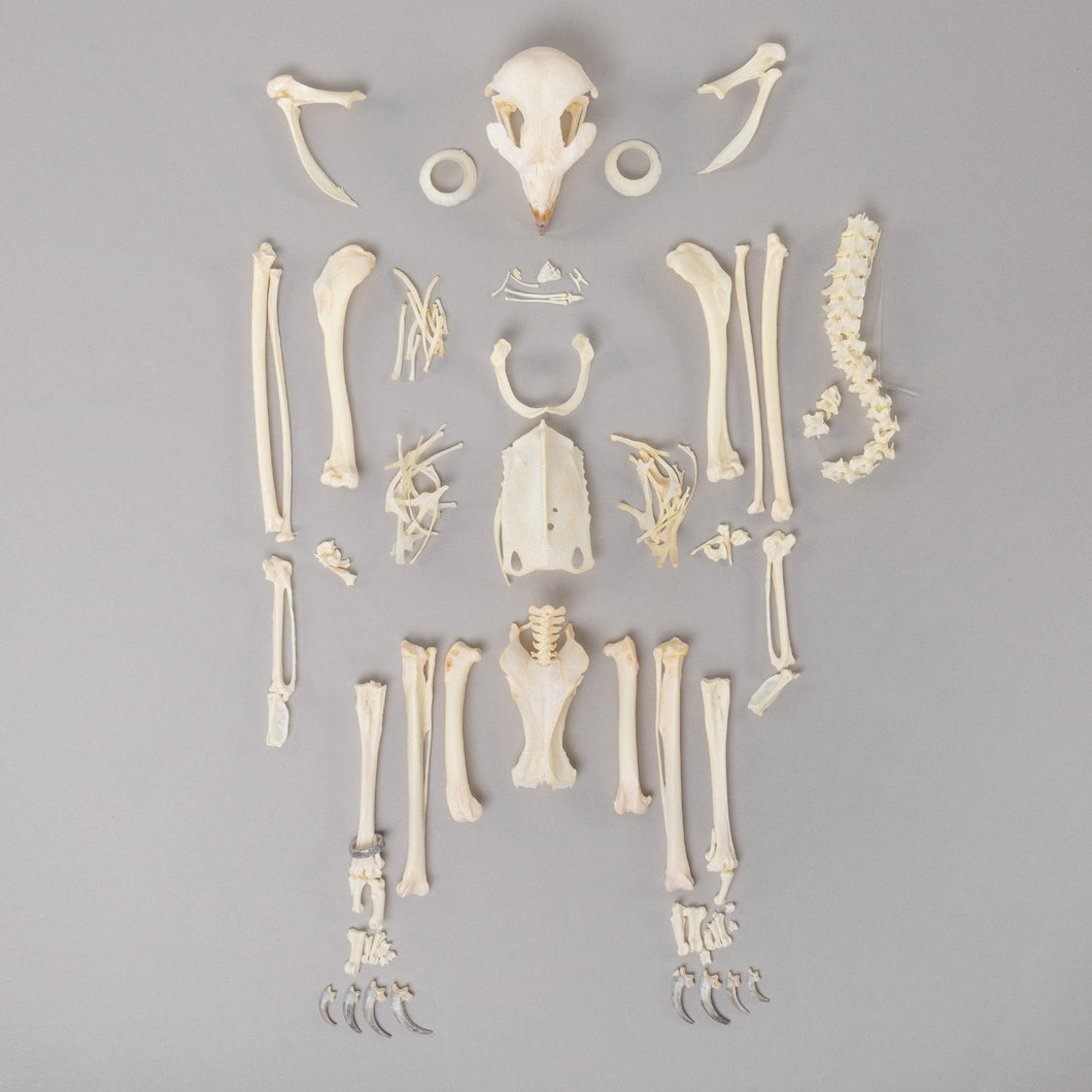 Real Augur Buzzard Skeleton