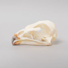 Load image into Gallery viewer, Real Augur Buzzard Skeleton
