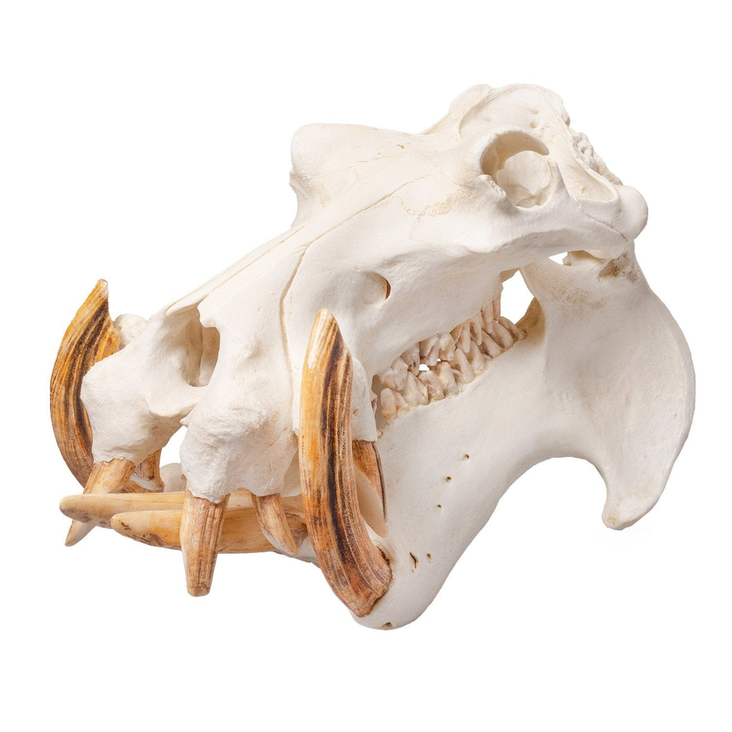Replica Hippopotamus Skull