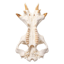 Load image into Gallery viewer, Replica Hippopotamus Skull
