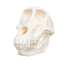 Load image into Gallery viewer, Real Chacma Baboon Skull - Female
