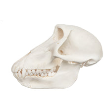 Load image into Gallery viewer, Real Chacma Baboon Skull - Female
