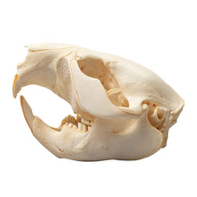 Load image into Gallery viewer, Real Beaver Skull - Adolescent
