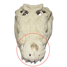 Load image into Gallery viewer, Replica Saltwater Crocodile Skull - 33&quot;
