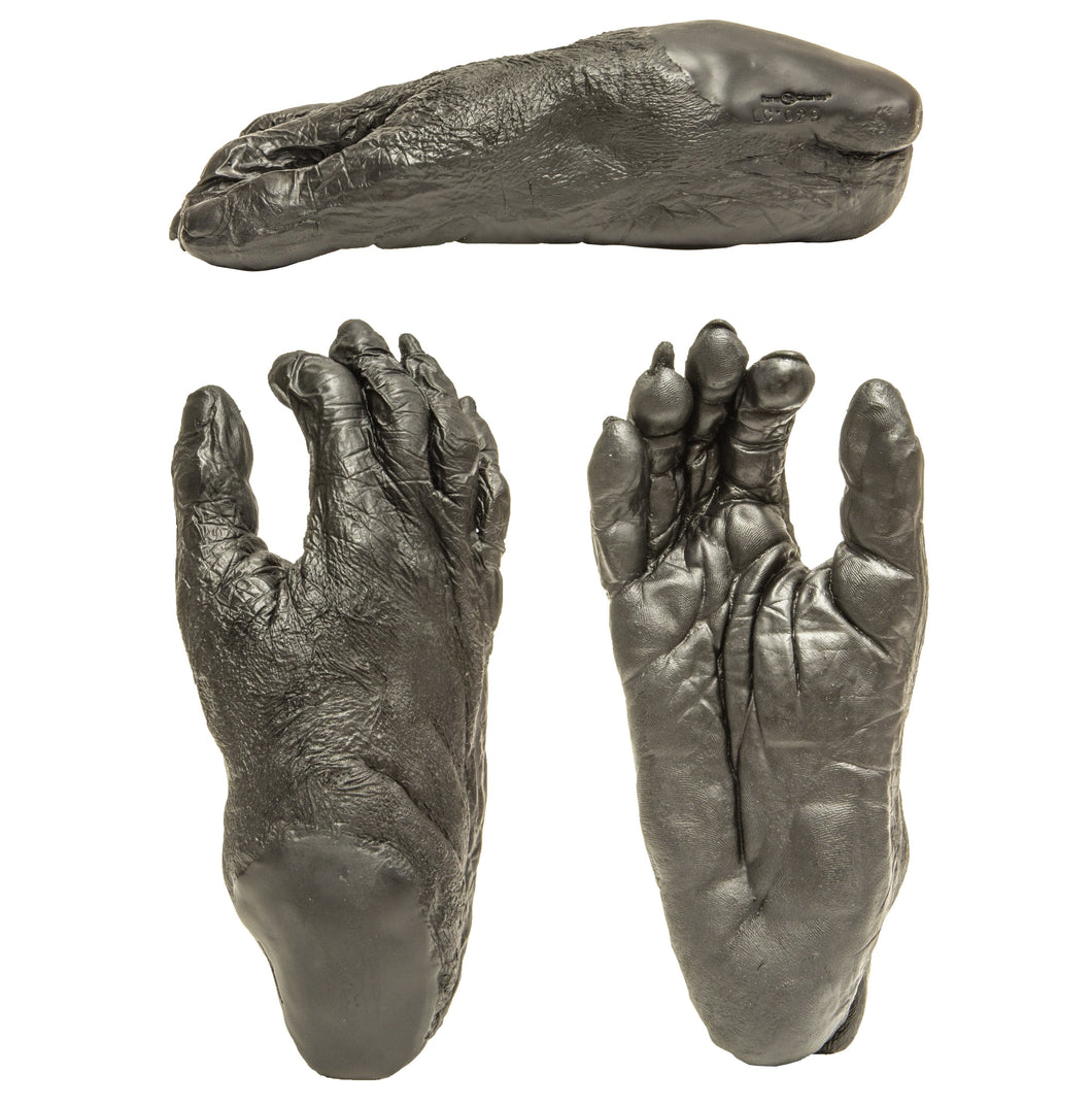 Replica Bonobo Foot Life Cast