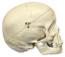 Load image into Gallery viewer, Replica 5-year-old Human Child Skull Calvarium Cut
