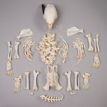 Load image into Gallery viewer, Real African Porcupine Skeleton
