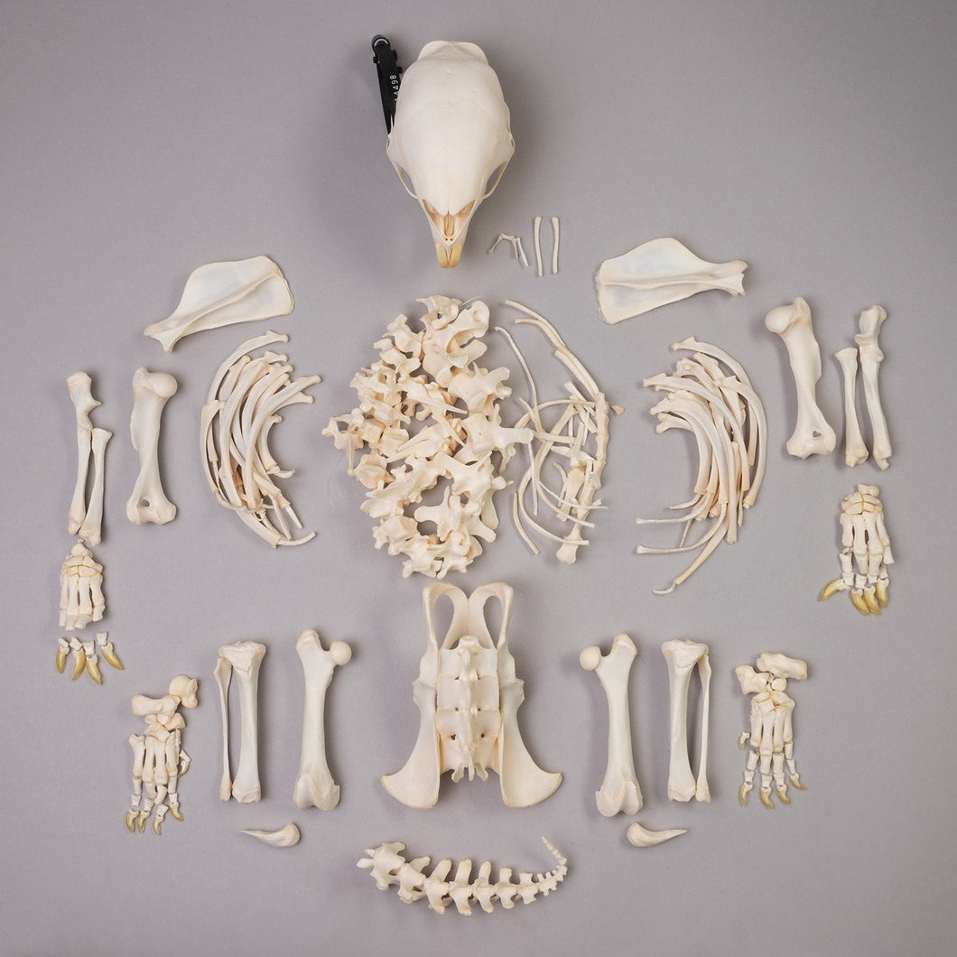 Real African Porcupine Skeleton