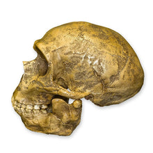 Load image into Gallery viewer, Replica Forbes Quarry Skull
