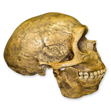 Load image into Gallery viewer, Replica Forbes Quarry Skull
