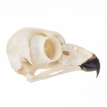 Load image into Gallery viewer, Replica Snowy Owl Skull
