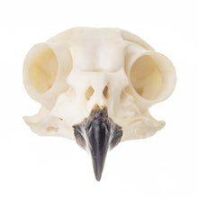 Load image into Gallery viewer, Replica Snowy Owl Skull
