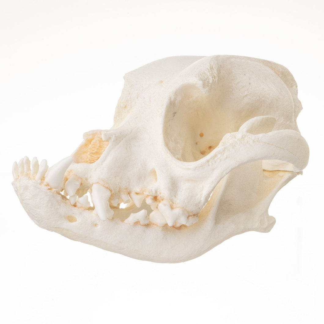 Replica Domestic Dog Skull - Boxer