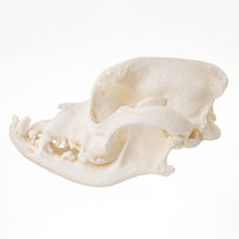 Load image into Gallery viewer, Replica Domestic Dog Skull - Boxer
