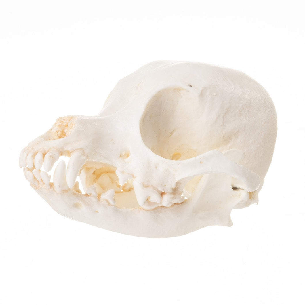 Replica Domestic Dog Skull - Chihuahua