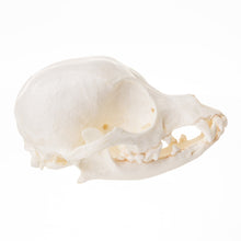 Load image into Gallery viewer, Replica Domestic Dog Skull - Chihuahua
