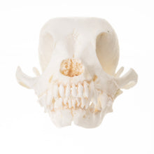 Load image into Gallery viewer, Replica Domestic Dog Skull - Chihuahua
