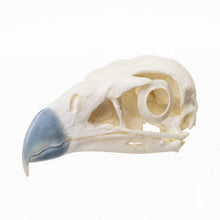 Load image into Gallery viewer, Replica Northern Crested Caracara Skull
