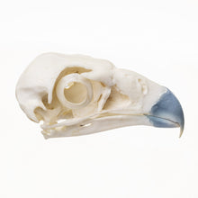 Load image into Gallery viewer, Replica Northern Crested Caracara Skull
