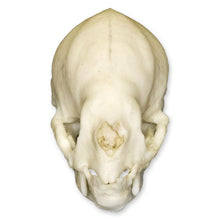 Load image into Gallery viewer, Replica Vampire Bat Skull
