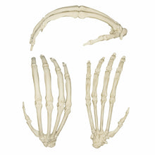 Load image into Gallery viewer, Replica Sumatran Orangutan Skeleton Hand
