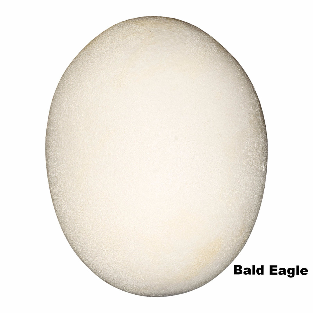 Replica Bald Eagle Egg (70mm)