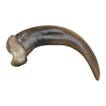 Load image into Gallery viewer, Replica Grizzly Bear Claw (Curved), X Large (9cm)
