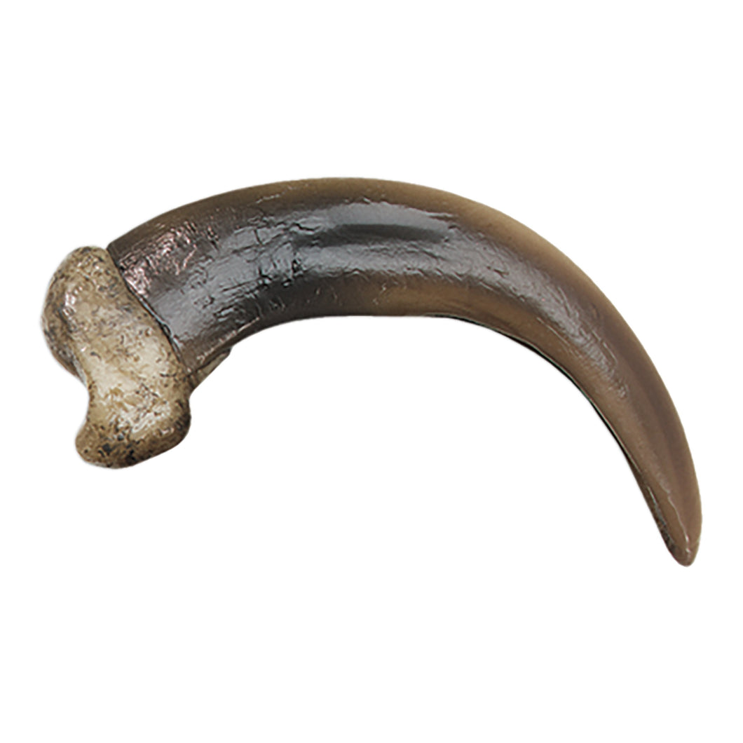 Replica Grizzly Bear Claw (Curved), X Large (9cm)
