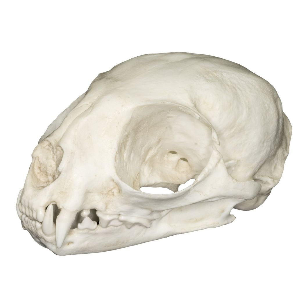 Replica Margay Skull