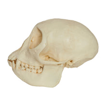 Load image into Gallery viewer, Replica Mona Monkey Skull - Female
