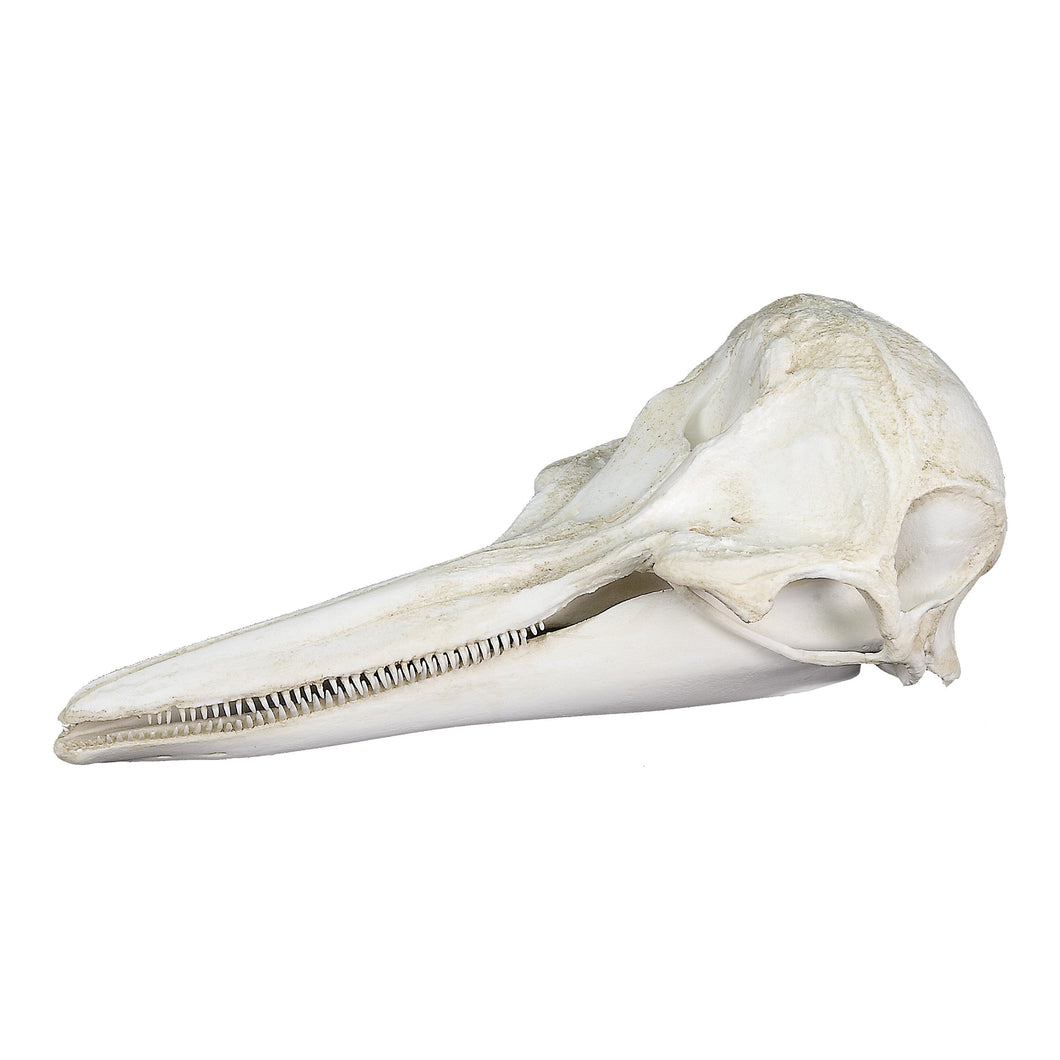 Replica Pacific White-sided Dolphin Skull